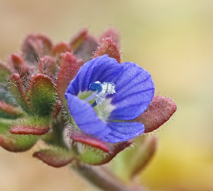 Klibbveronika, Veronica triphyllos.jpg