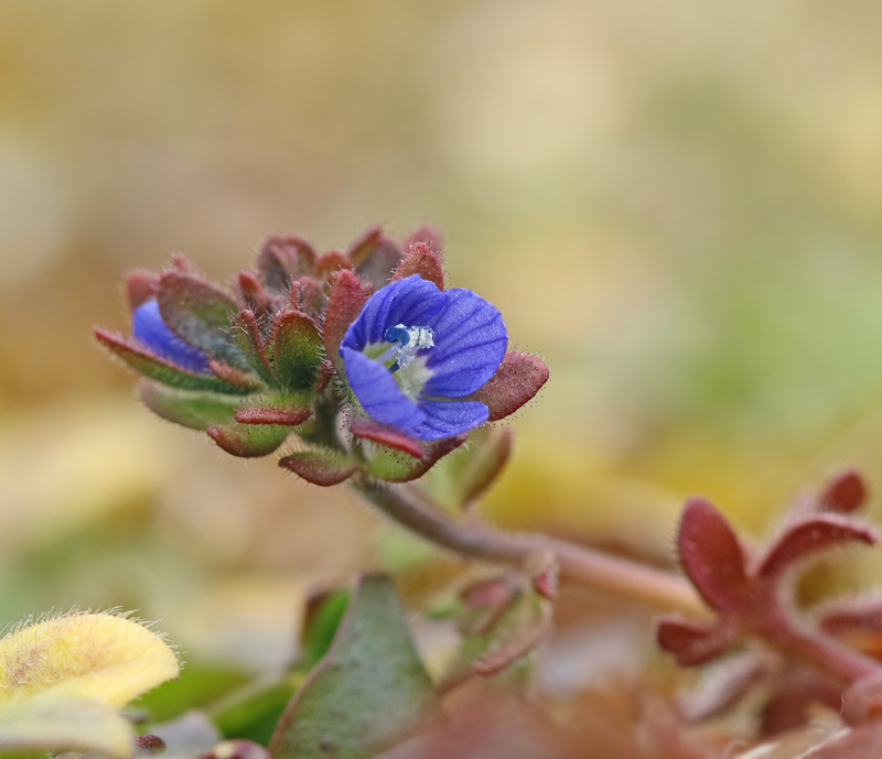 Klibbveronika,Veronica triphyllos.jpg