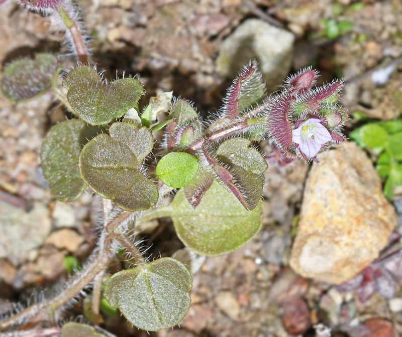 Veronica opaca, Luddveronika.jpg