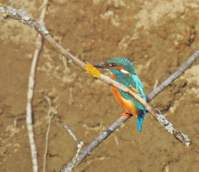Kingfisher, Kungsfiskare (Alcedo atthis).jpg