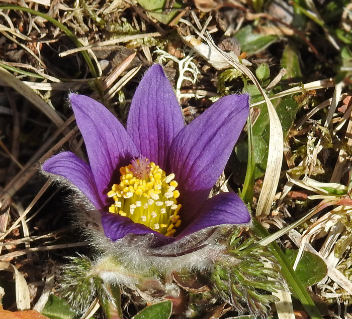 Pasque flower, Backsippa   (Pulsatilla vulgaris).jpg