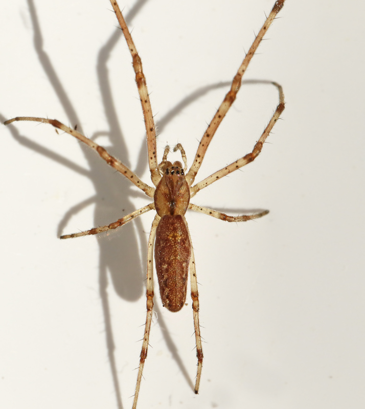 Tetragnatha striata Vasstrckspindel.jpg