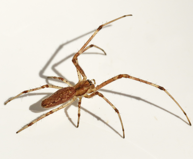 Tetragnatha striata Vasstrckspindel.jpg