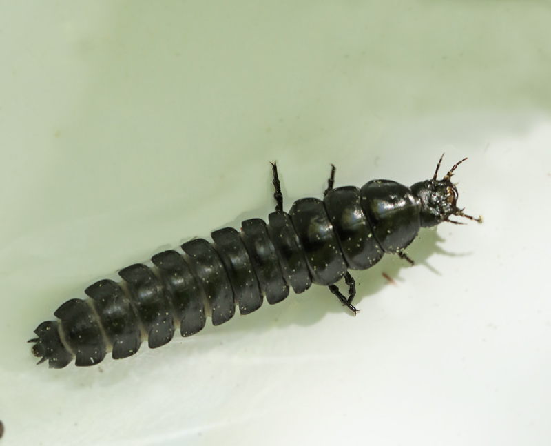 Bokskogslpare, Blue Ground Beetle larva, Carabus_intricatus.jpg