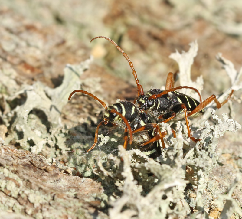 Smalbandad ekbarkbock (Plagionotus arcuatus).jpg