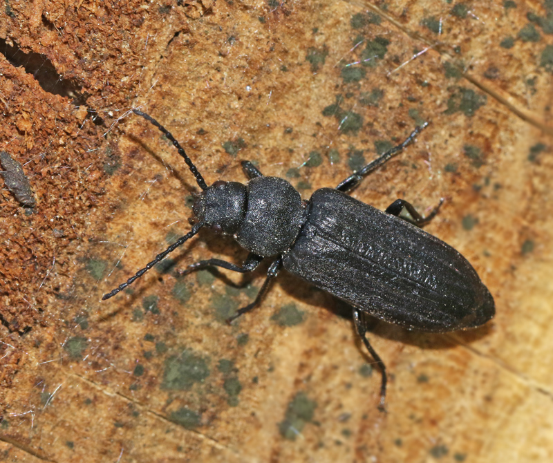 Strimmig barkbock (Asemum striatum)