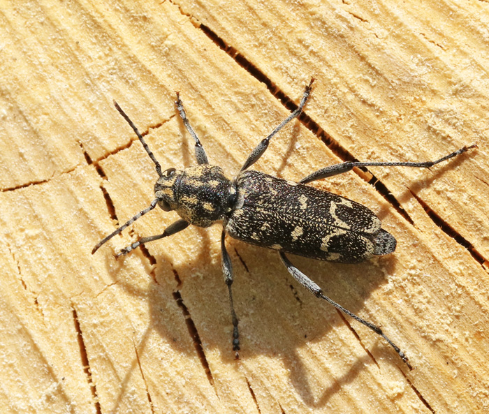 Grbandad getingbock (Xylostrychus rusticus).jpg