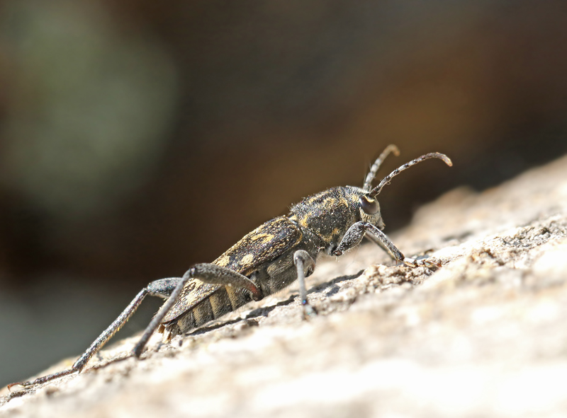 Grbandad getingbock (Xylostrychus rusticus).jpg