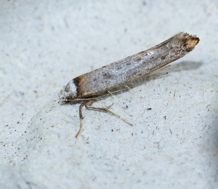 Orangespetsad grmal (Pseudoswammwerdamia combinella)