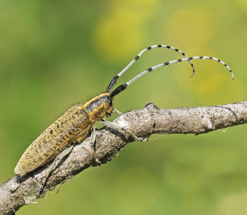 Golden-bloomed Grey Longhorn, Tistelbock