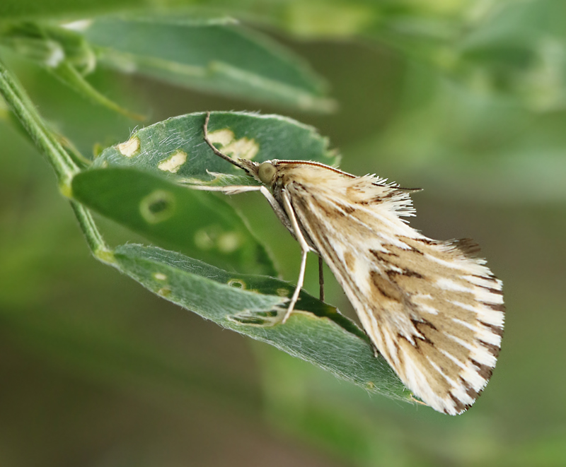 Cynaeda dentalis, Tandmott. Jpg