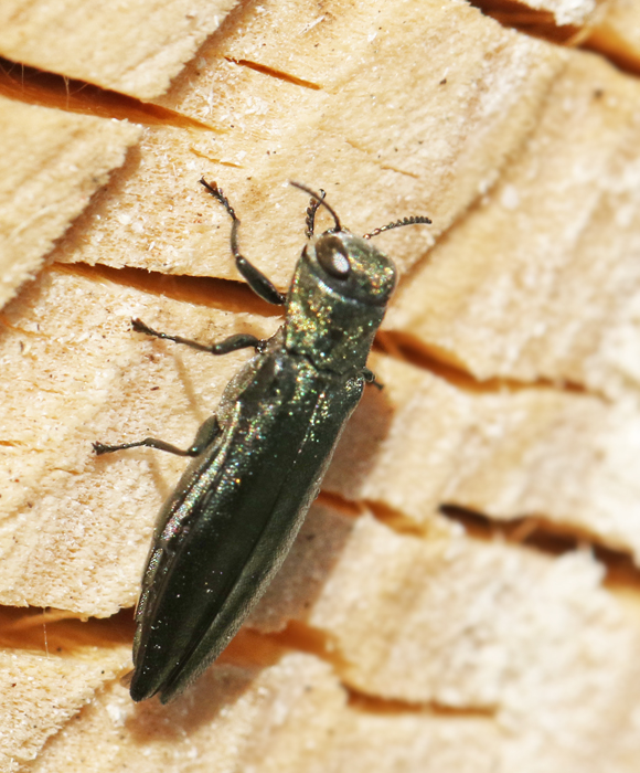 Stor aspsmalpraktbagge (Agrilus suvorovi).jpg