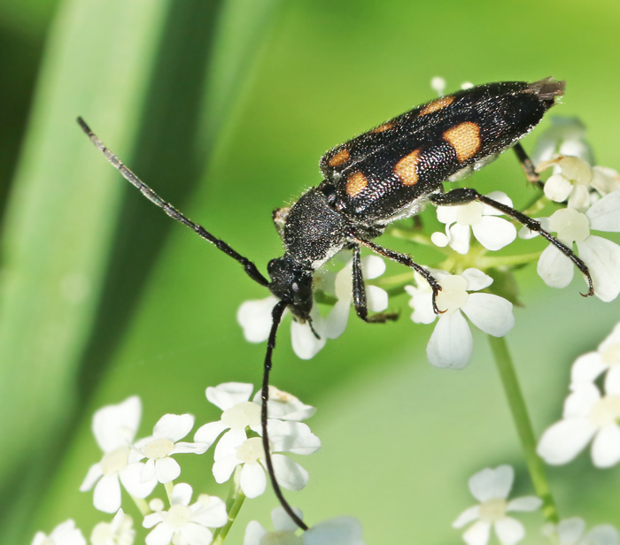 Sexfläckig blombock (Anaplodera sexguttata).jpg