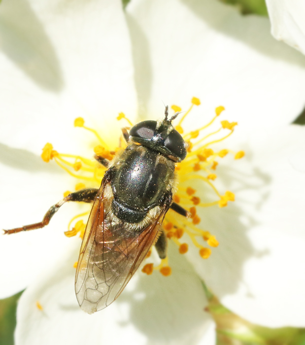 Smal narcissblomfluga (Merodon avidus).jpg