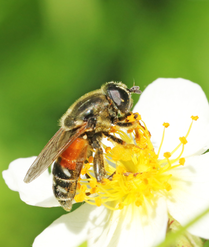 Smal narcissblomfluga (Merodon avidus).jpg