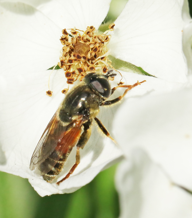 Smal narcissblomfluga (Merodon avidus).jpg