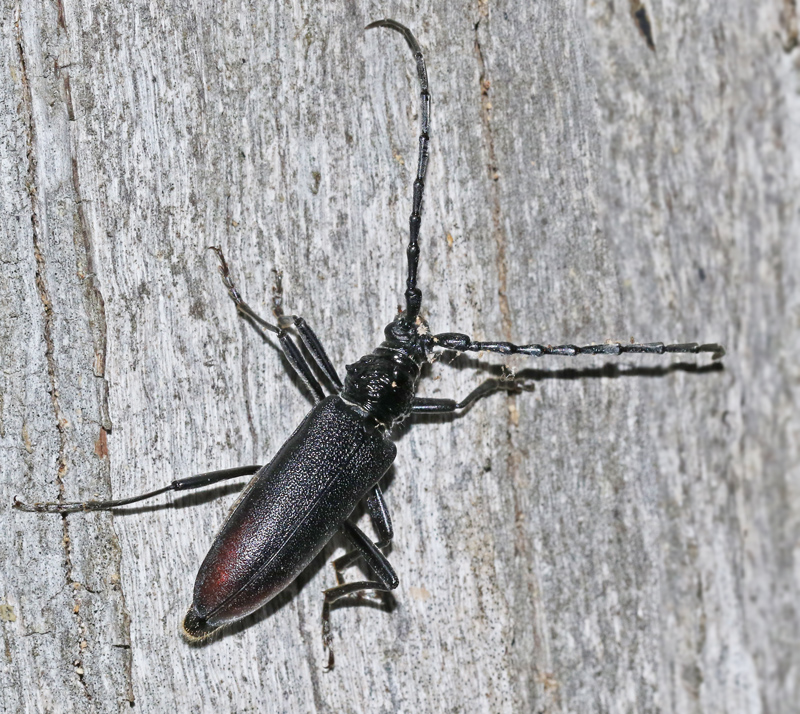 Greater Capricorn Beetle, Större Ekbock, Cerambyx cerdo.jpg
