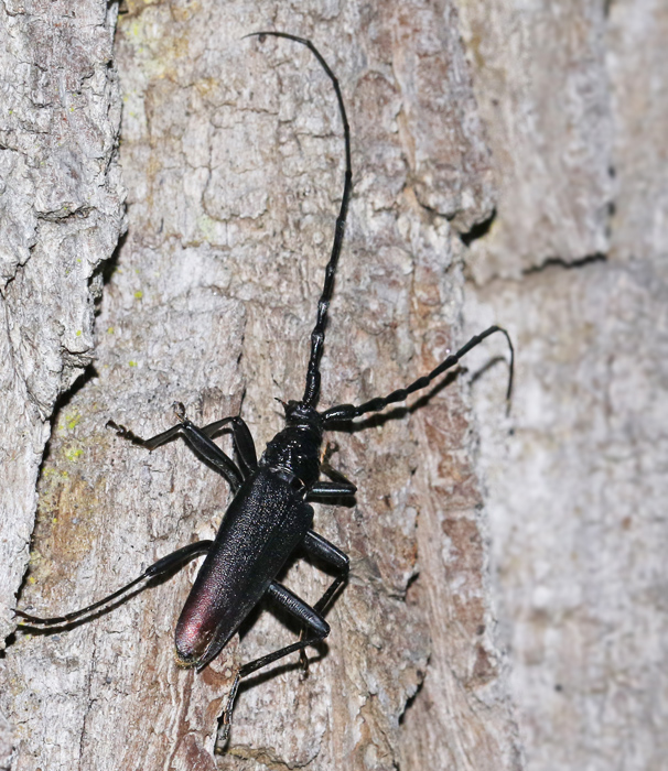 Greater Capricorn Beetle, Större Ekbock, Cerambyx cerdo.jpg