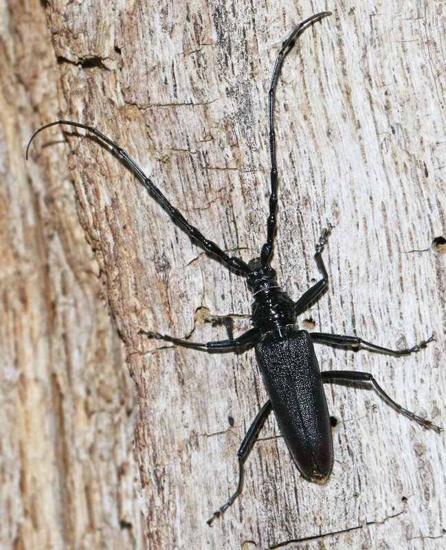 Greater Capricorn Beetle, Större Ekbock, Cerambyx cerdo.jpg