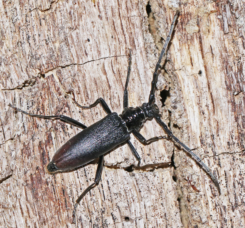 Greater Capricorn Beetle, Större Ekbock, Cerambyx cerdo.jpg