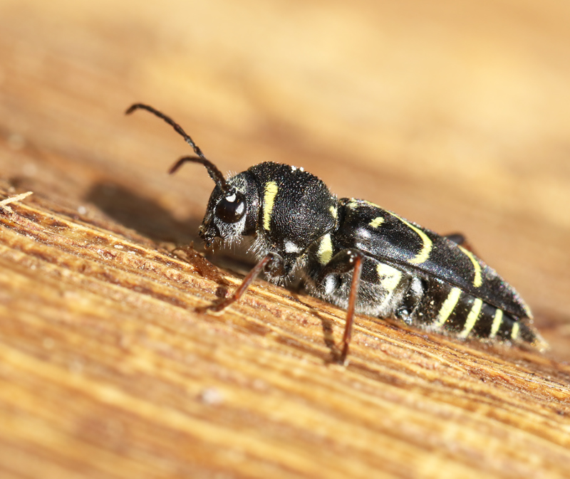 Ekgetingbock (Xylotrechus antilope).jpg