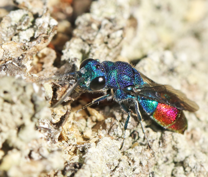 Chrysis fulgida.jpg