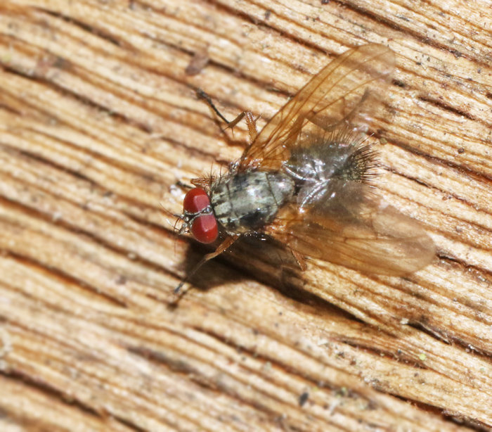 Phaonia erronea.jpg