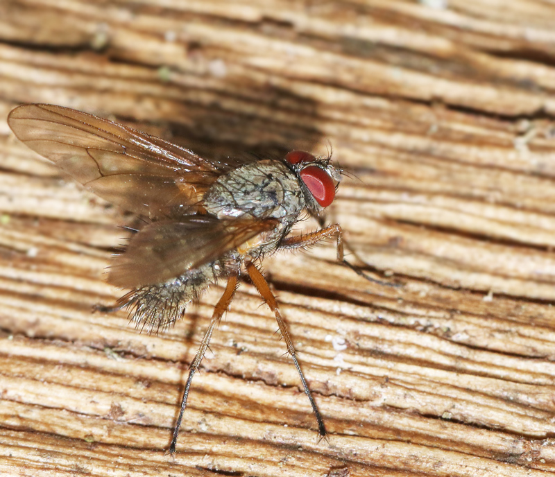 Phaonia erronea.jpg
