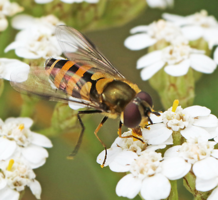 Mrk buskblomfluga (Parasyrphus lineolus).jpg