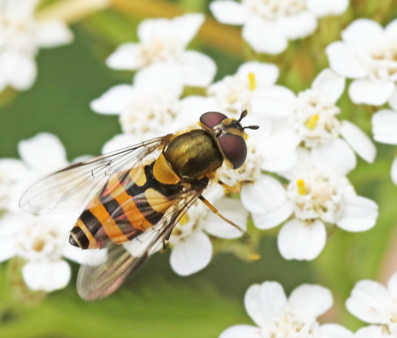 Mrk buskblomfluga (Parasyrphus lineolus).jpg