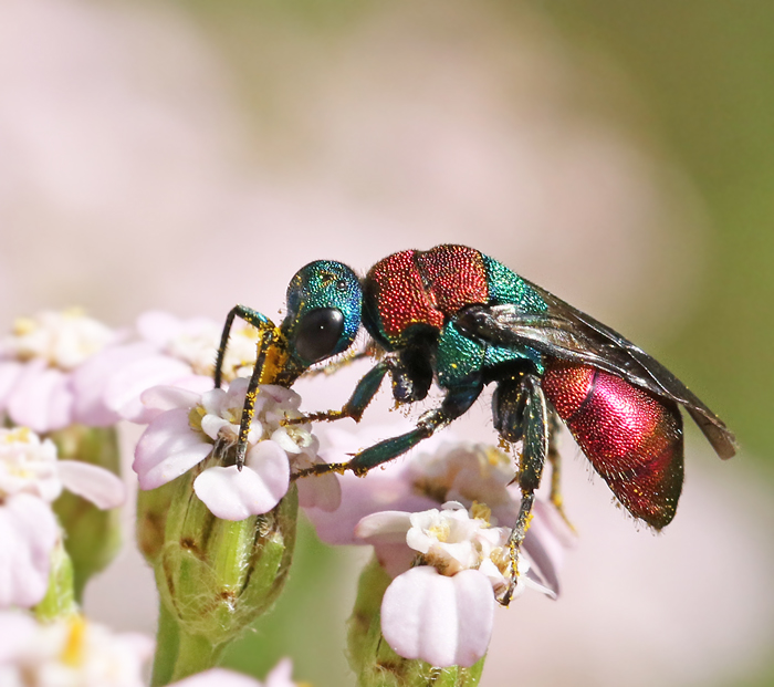 Jewel Wasp, Guldstekel (Hedychrum nobile).jpg