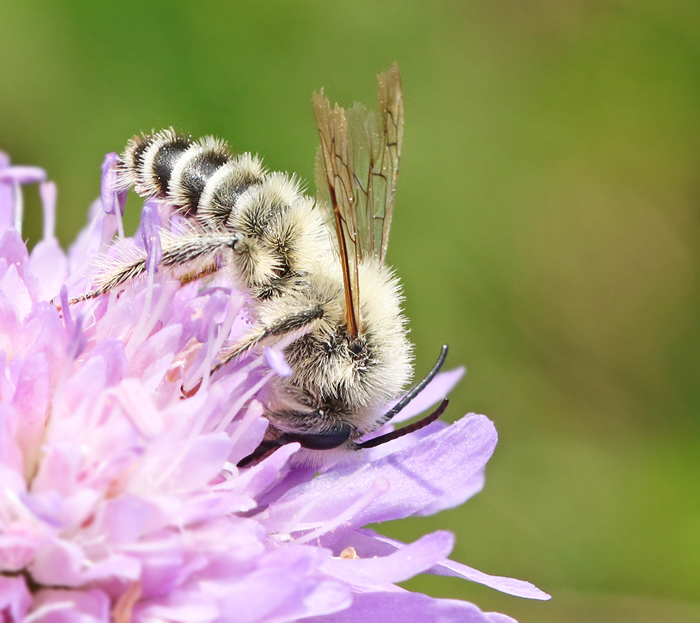 Dasypoda hirtipes, male, Praktbyxbi.jpg