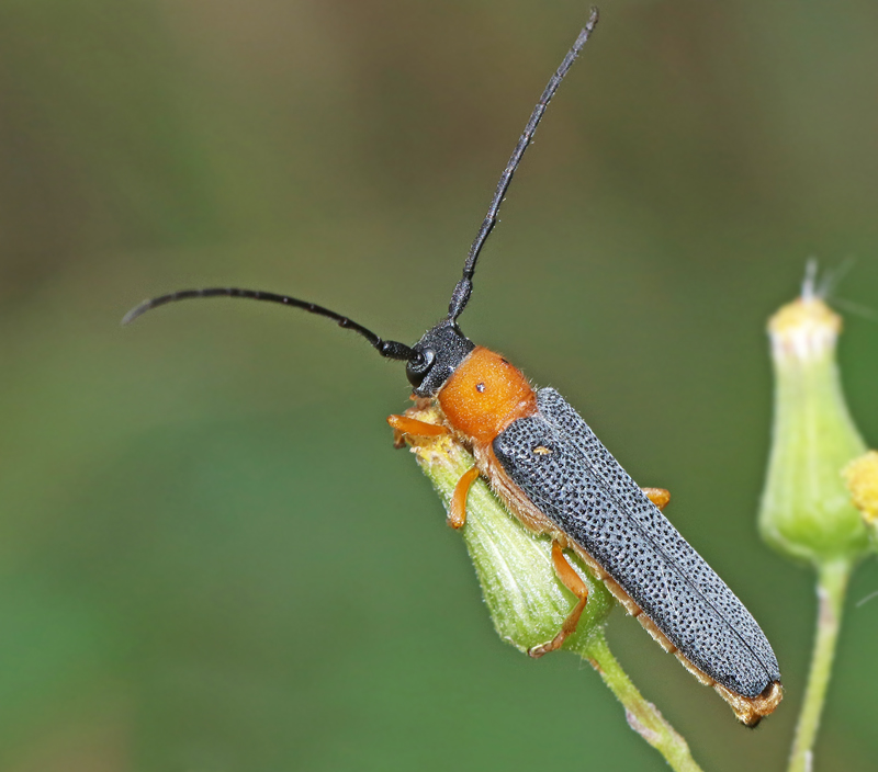 Twin spot longhorn beetle, Videsmalbock (Obera oculata).jpg