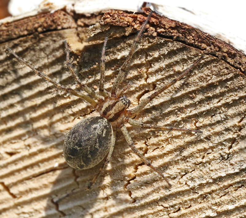 Labyrintspindel, Agelena labyrinthica.jpg