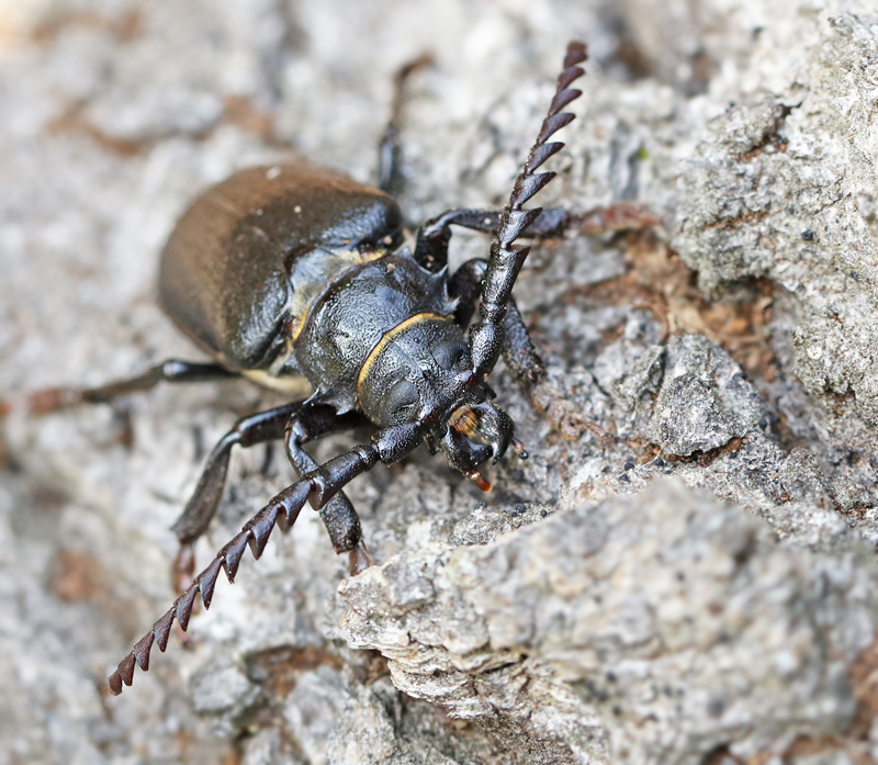 Taggbock, Tanner Beetle (Prionus coriarius).jpg