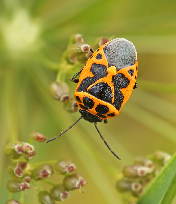 Bräsmabärfis (Eurydema dominulus).jpg