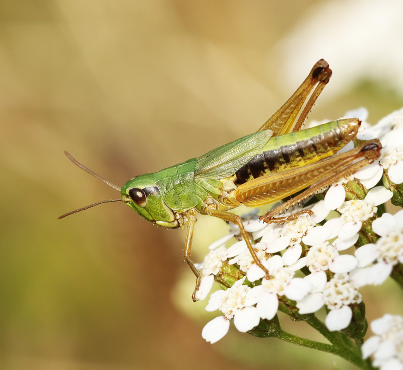 Meadow Grasshopper, Kortvingad ängsgrässhoppa (Chorthippus parallelus).jpg