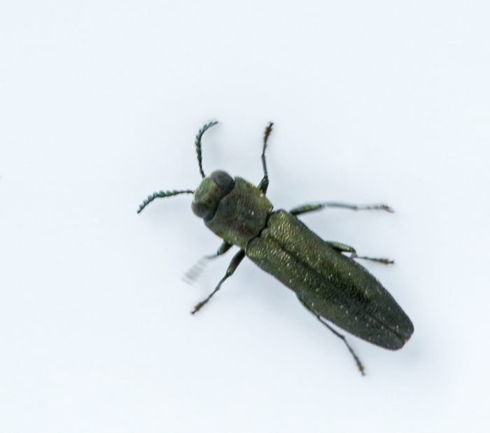 Agrilus angustulus.jpg