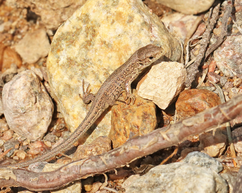 Sand Lizard juvenile   (Lacerta agilis).jpg
