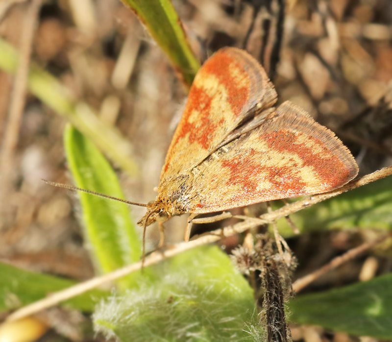 Grobladsljusmott (Pyrausta despicata). JPG