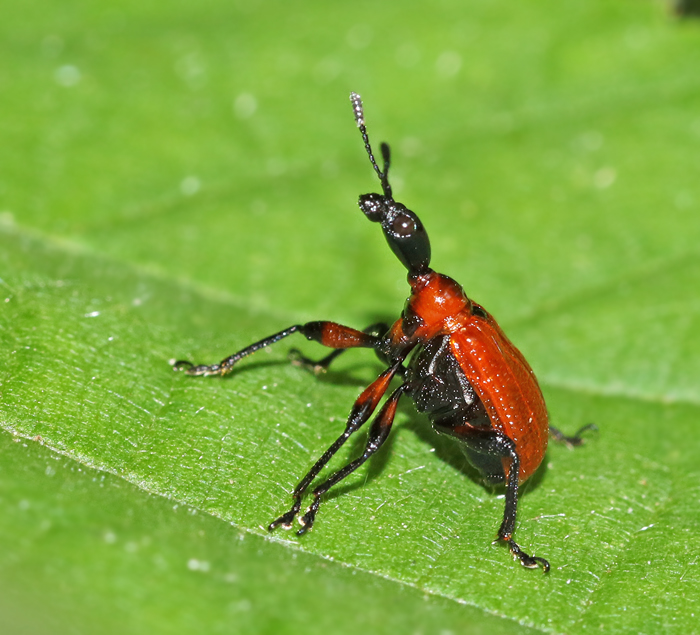 Halsvivel (Apoderus coryli).jpg