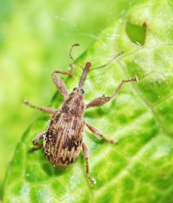 Anthonomus rectirostris.jpg