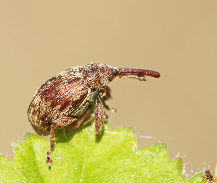 Anthonomus rectirostris.jpg