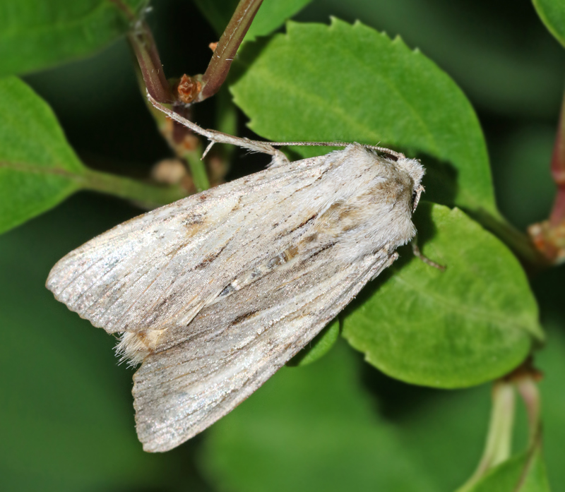 Benfrgat ngsfly (Apamea lithoxylaea).jpg