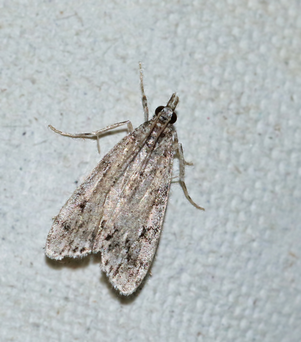 Askgrått ugglemott (Scoparia ancipitella).jpg