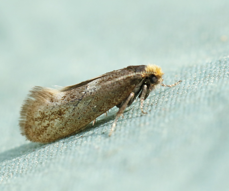 Blek kambladskrare (Incurvaria pectinea).jpg