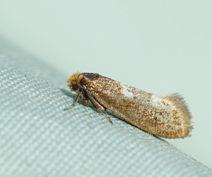 Blek kambladskrare (Incurvaria pectinea).jpg