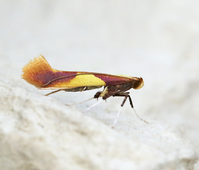 Strre ekstyltmal (Caloptilia alchimiella).jpg