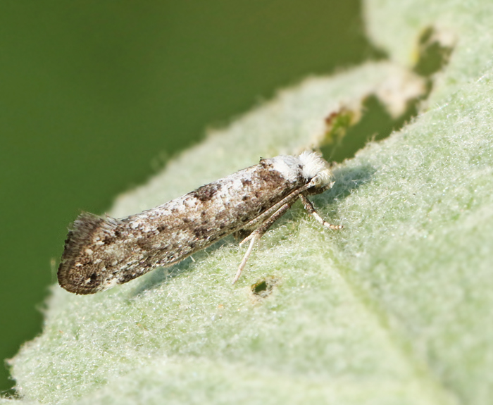 Slngrmal (Paraswammerdamia albicapitella).jpg