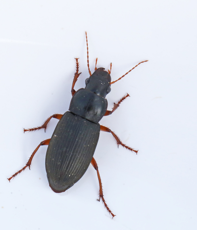 kerfrlpare (Harpalus rufipes).jpg
